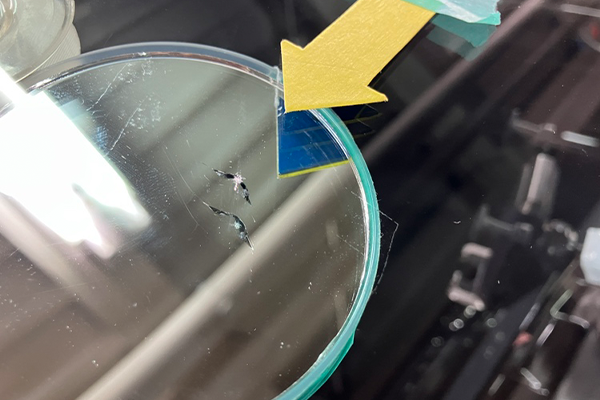 カローラフィルダー（トヨタ）のフロントガラスリペア2026.1.17@AGエキスパート大和店