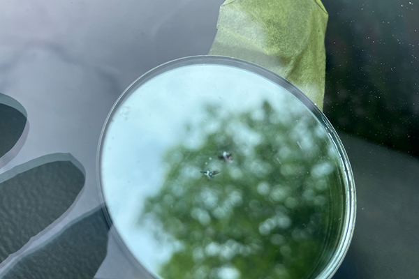 インプレッサ（スバル）のフロントガラスリペア2026.4.18@AGエキスパート烏山店